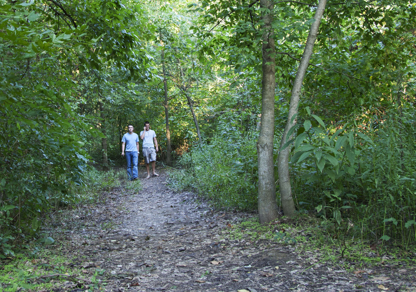 Phantom Forest and Bittersweet Woods